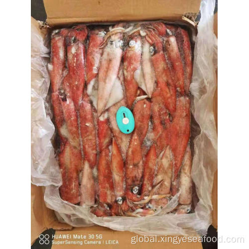 Whole Cleaned Uroteuthis Squid Frozen Uroteuthis Chinensis Squid For Sale13-18cm Manufactory